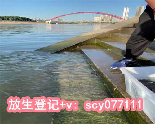 放生黑色锦鲤鱼有什么功德，按风水养锦鲤，养几尾？摆放在什么位置？