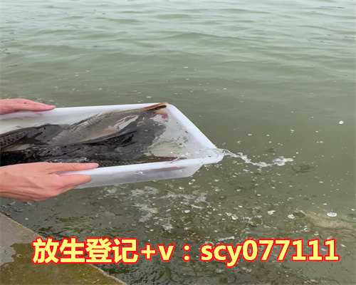 放生甲鱼好不好养，养观赏鱼养几条最好，有什么讲究吗？