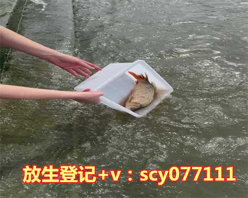 放生用什么乌龟，乌龟避邪吗