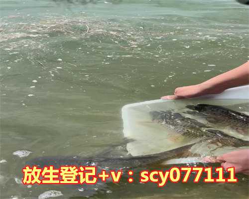 青岛哪有放生的地方，青岛一家小企业为何能吸引社会各界纷纷前去讨教