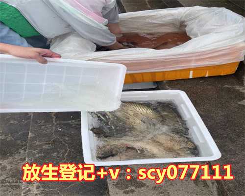 买活鱼放生，吴场镇举行放鱼活动5万尾放生金牛河