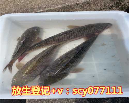 郑州何地可以放生青蛙，郑州市民在黄河边拍到鳄鱼或有人放生