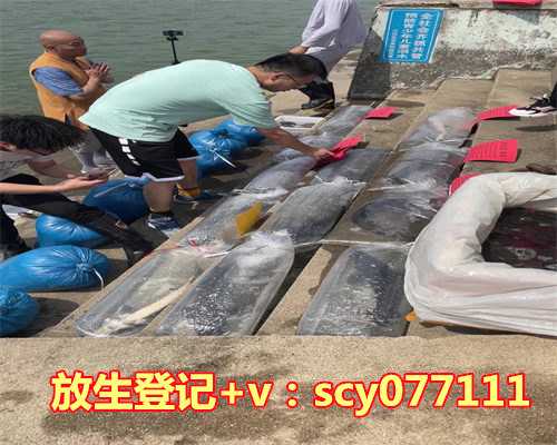 放生王八有什么讲究和说法，养银龙鱼的风水有什么讲究