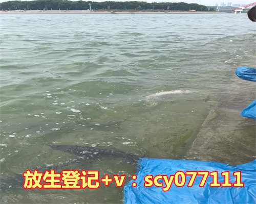 过生日放生乌龟好吗视频，如何放生乌龟