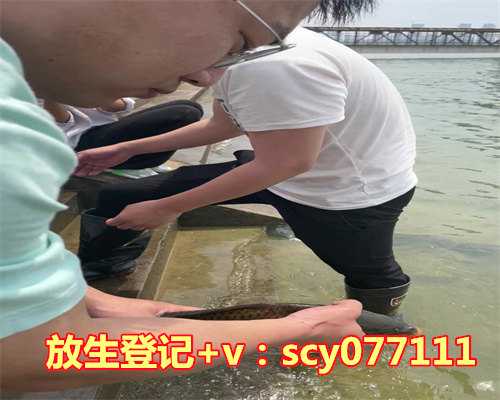 鲤鱼放生的话有什么寓意，浅谈金鲤鱼的放生