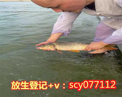 个人放生经文怎么写，雨中的舞蹈杨红樱写的怎么写