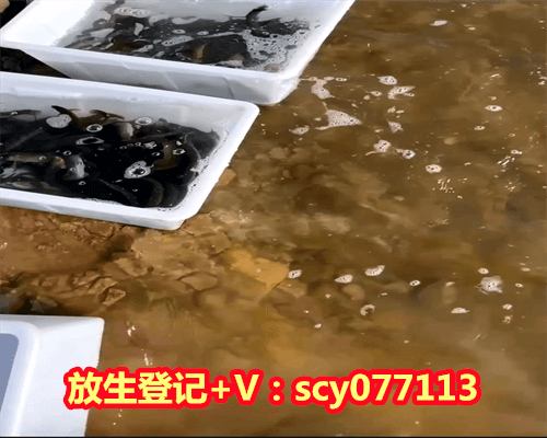 冬季能放生鱼吗，钓到百年甲鱼各位钓鱼人你们会选择放生吗