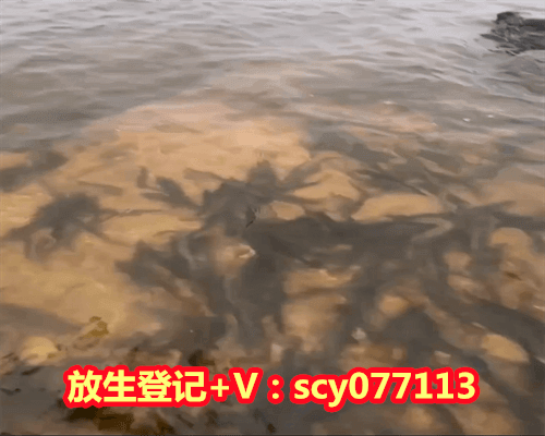 <strong>放生甘露水咒，木瓜甘露的做法</strong>