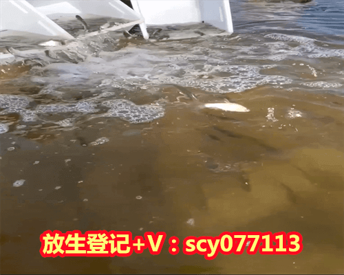 <strong>三月份放生鱼能活吗，一个鱼缸放六条一个鱼缸放三条鱼加起来供养九条鱼好吗</strong>